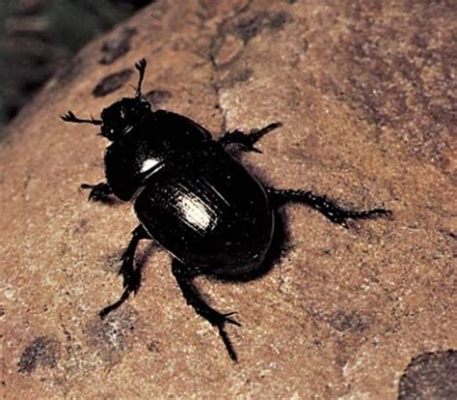  The Dung Beetle - A Tiny Creature Embarks on an Epic Quest for Love and Meaning!