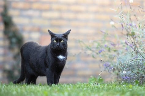 ホテルサムジョン: なぜ猫は時々宇宙を夢見るのか？