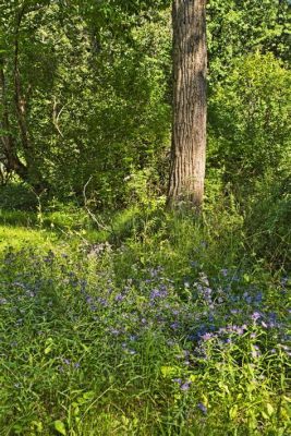  Under the Cottonwood Tree - A Timeless Tale of Courage and Unexpected Friendship!